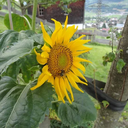 アパート Ganzer *